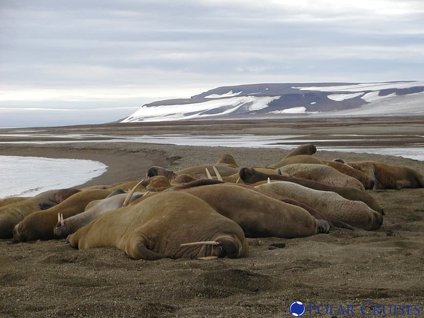 Walrus' on land | Walrus' on land | Polar Cruises | Flickr