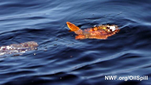 Young Sea Turtle Turned Red by BP Oil Spill | A young sea tu… | Flickr