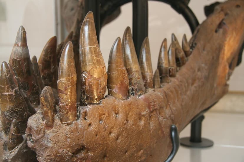 T-rex teeth | 'Sue' the T-rex. On display at the Chicago Fie… | Flickr