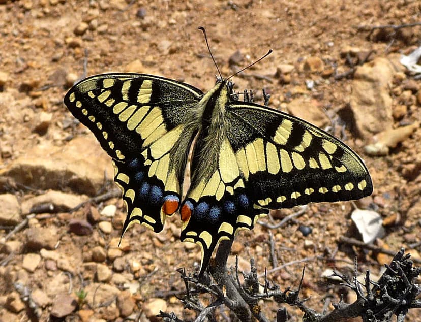File:Swallow-tail. Papilio machaon gorganus - Flickr ...