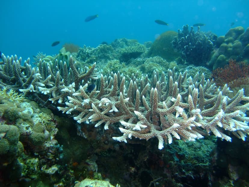 Staghorn Coral (with evidence of Coral bleaching :-( ) | Flickr