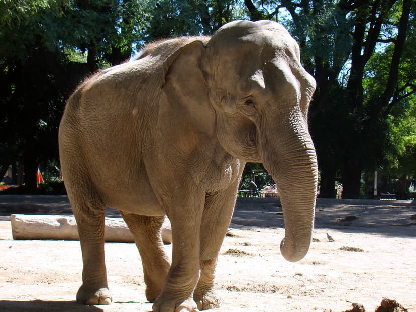Elefante | Elefante é o termo genérico e popular pelo qual s… | Flickr