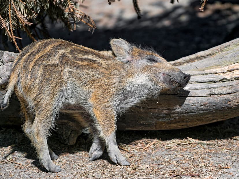 Scratching baby wild boar | This baby wild boar really loved… | Flickr