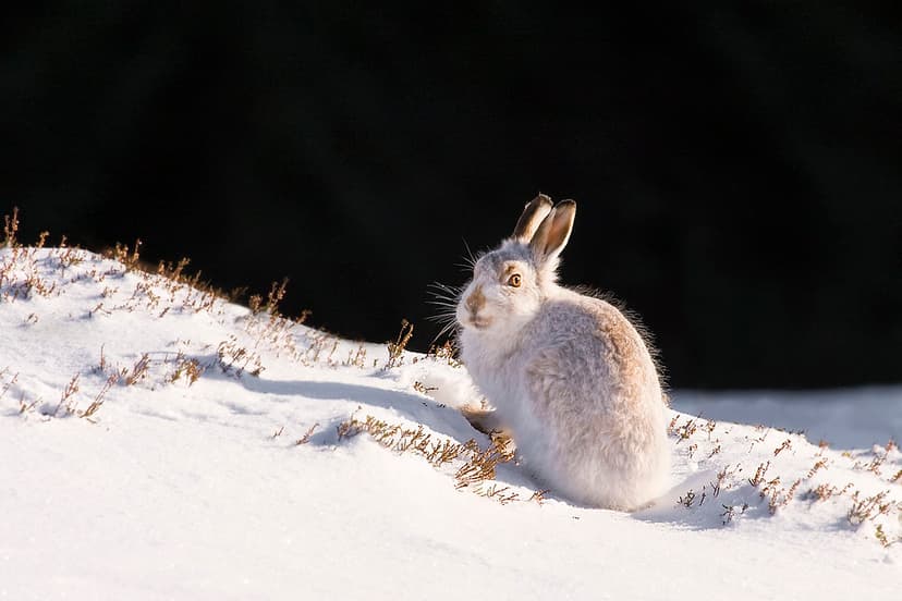 Mountain Hare | The Mountain Hare, which is largely adapted … | Flickr