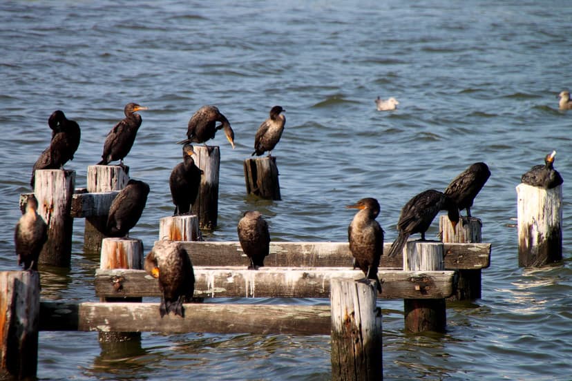 Moriches Bay Cormorants | Colony of Double-crested Cormorant… | Flickr