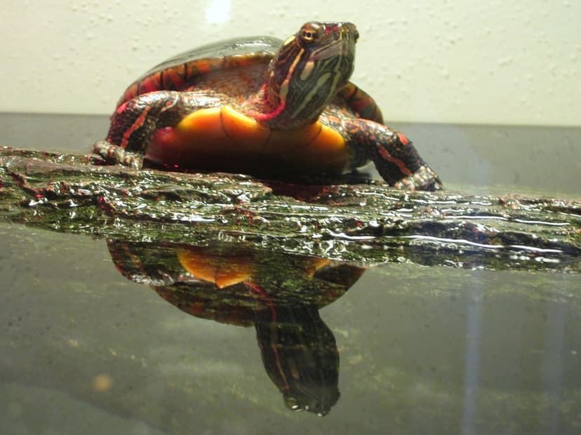 basking Gammera (3) | Gam, my pet painted turtle basking und… | Flickr