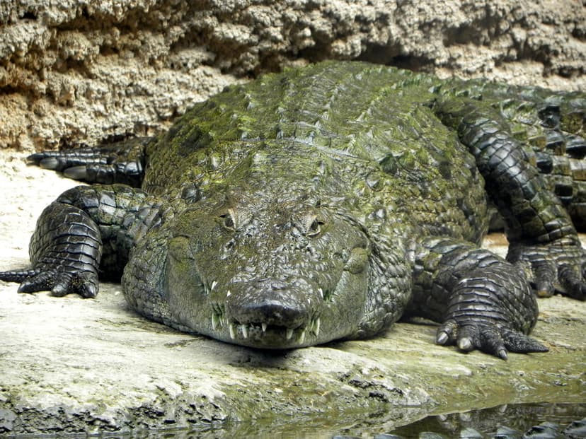 Green Crocodile | Algae-covered Nile Crocodile at San Antoni ...