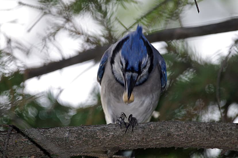 Blue Jay Nutcracker | Oh, it's cracking a nut/seed...interes… | Flickr