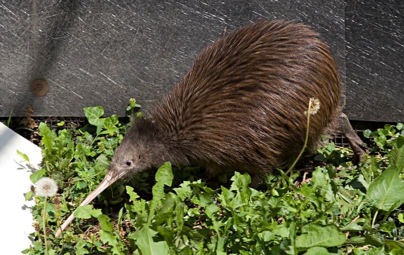 Brown Kiwi | The Smithsonian's National Zoo will be using it… | Flickr