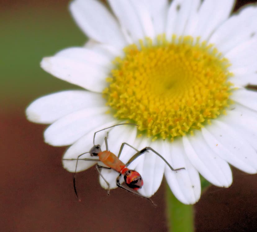 Bug | Defined: n. 1.A true bug. 2.An insect or similar organ… | Flickr