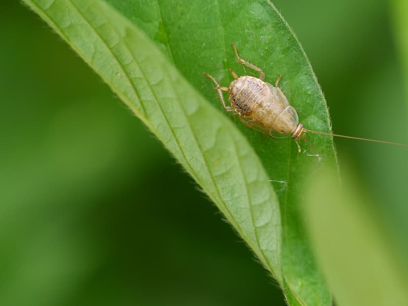 insect :: cockroach / termite | Cockroaches and Termites Ord… | Flickr