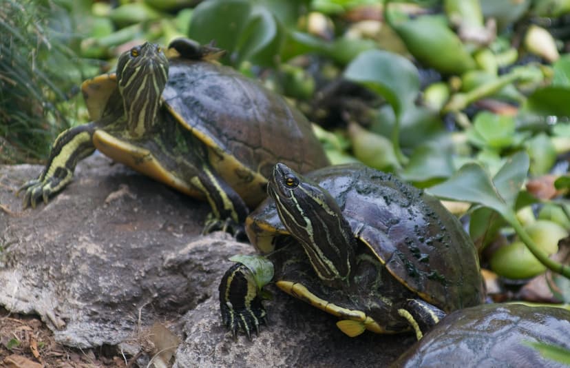 Trachemys decorata - Haitian slider | The Haitian Slider, Hi… | Flickr