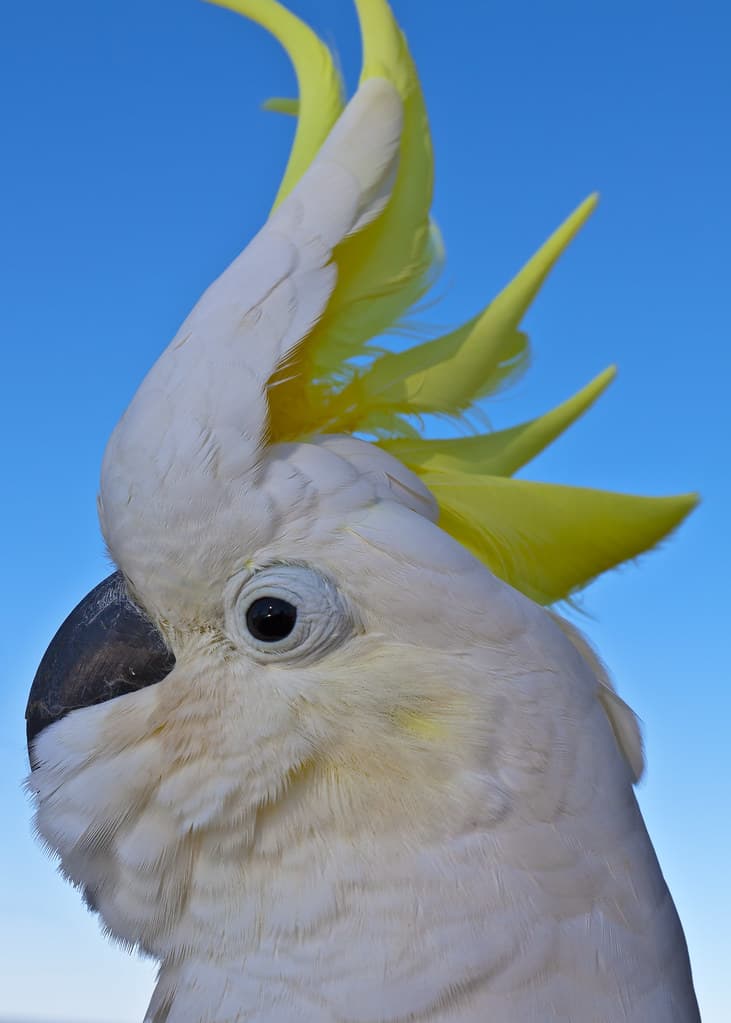 Burleigh Heads_43_020810 | The Sulphur-crested Cockatoo is o… | Flickr