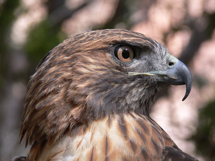 Red-tailed Hawk Face | A close-up shot of a Red-tailed hawk'… | Flickr