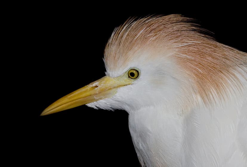 Cattle Egret Bubulcus ibis | The Cattle Egret (Bubulcus ibis… | Flickr
