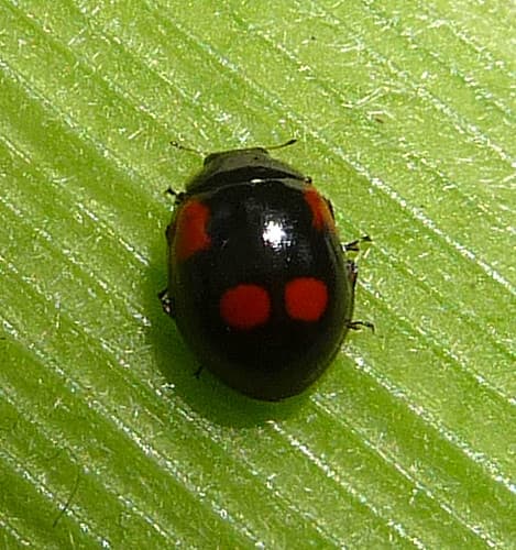 Form quadrimaculata of 2-spot Ladybird Adalia bipunctata. … | Flickr