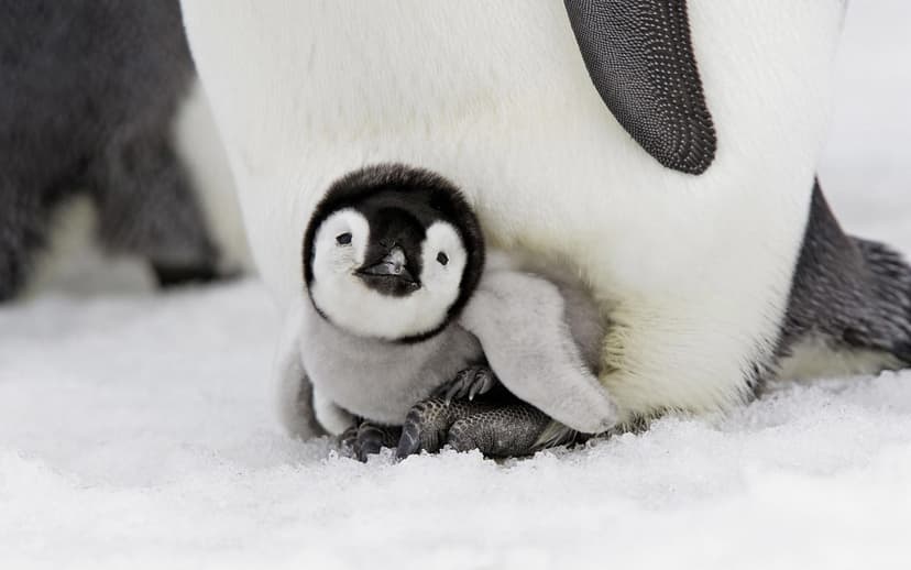 D88-591359 | Emperor Penguins (Aptenodytes forsteri). Snow H… | Flickr