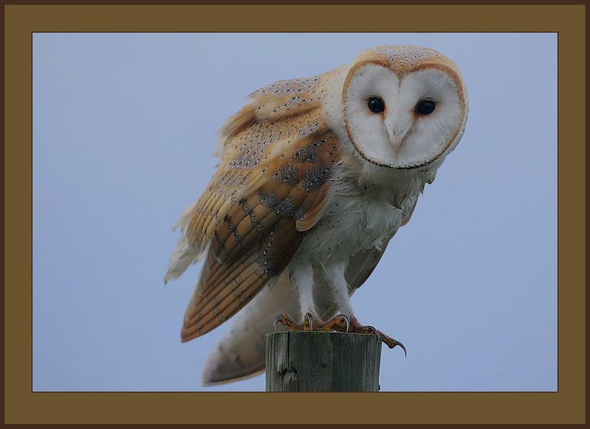 Barn Owl (Tyto alba) | An image taken on one of those few se… | Flickr