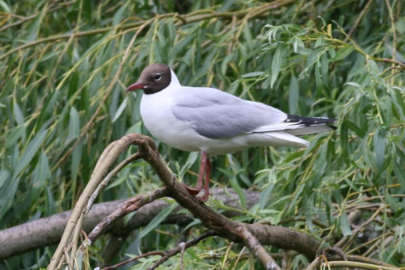 Chroicocephalus ridibundus (Black-headed Gull) | Black-heade… | Flickr