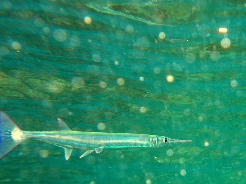 Needlefish | *Needlefish (family Belonidae) are piscivorous … | Flickr