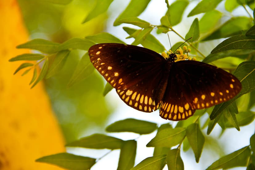 Butterfly Pollination - Psychophily | Butterfly-pollinated f… | Flickr