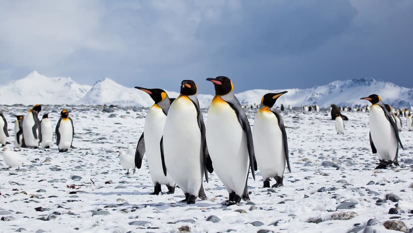 penguin group small | Penguins in the Antarctic | Antarctica Bound ...