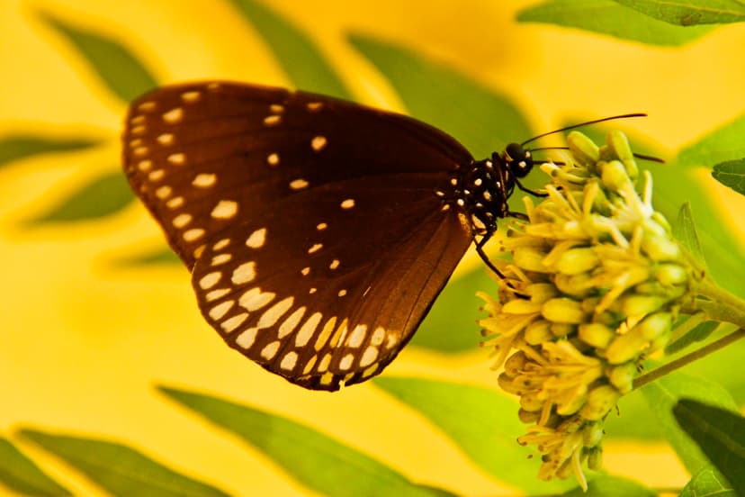 Butterfly Pollination - Psychophily | Butterfly-pollinated f… | Flickr