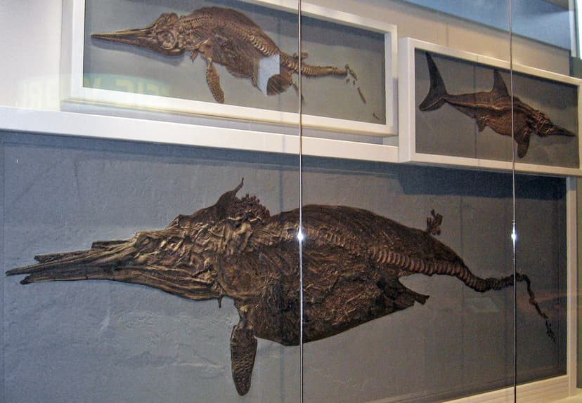 Stenopterygius quadriscissus (fossil ichthyosaurs) (Posido… | Flickr