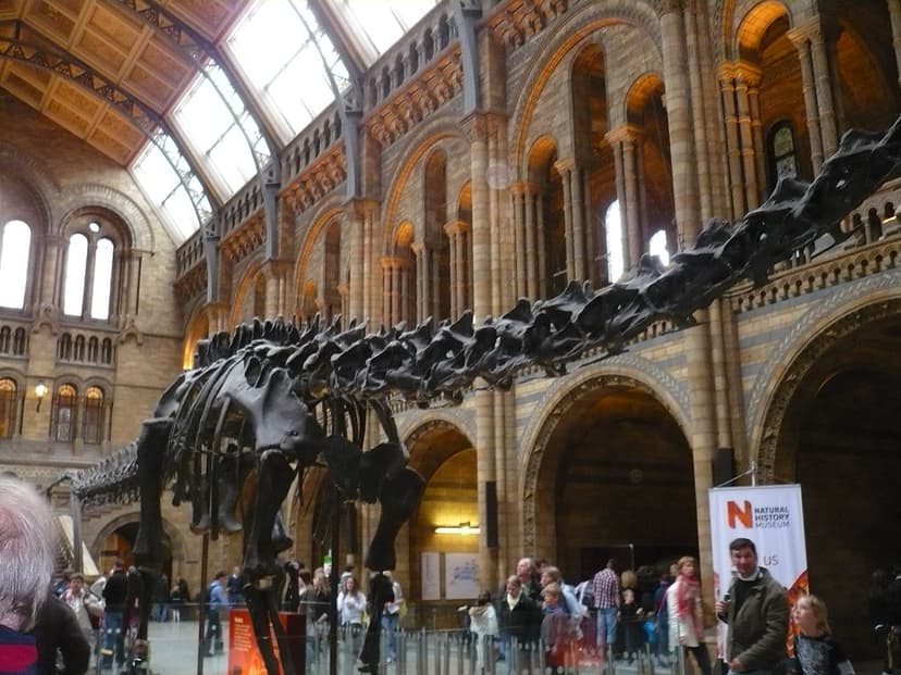 Diplodocus skeleton | c_nilsen | Flickr