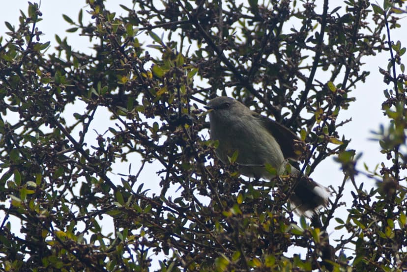 Grey warbler | Note the distinctive red eye. | Jon Sullivan | Flickr