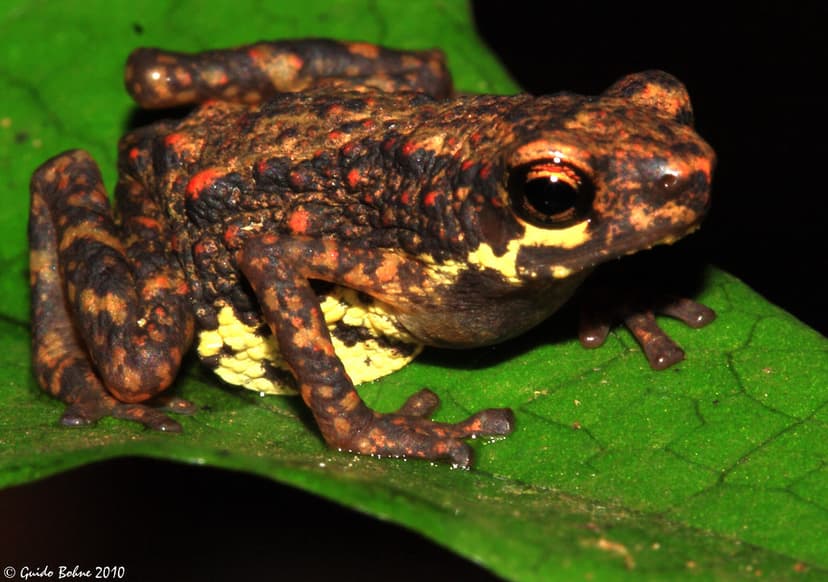 True toad of N-Sumatran rainforest | Family: Bufonidae (True… | Flickr