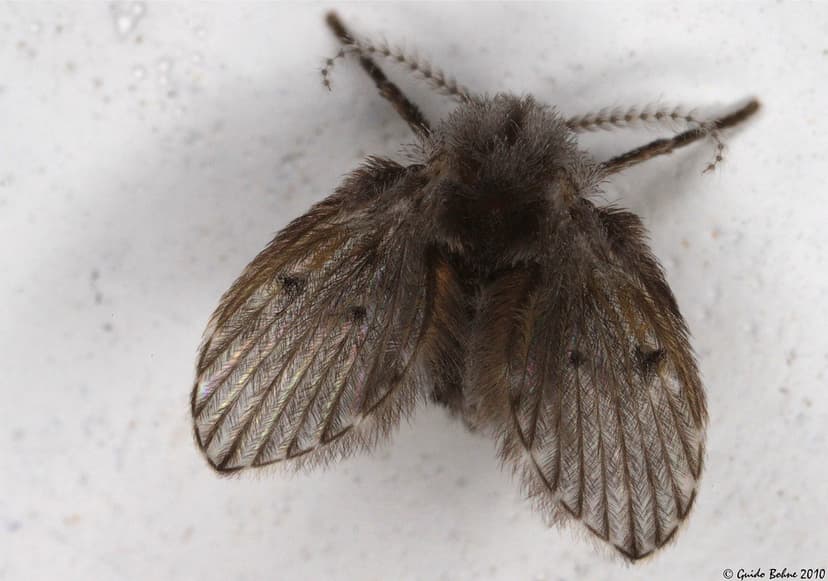 tropical moth fly (Diptera: Psychodidae) - indet. | Moth fli… | Flickr