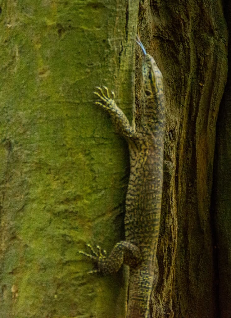 Reptile | Reptiles are tetrapod (four-limbed vertebrate) ani… | Flickr