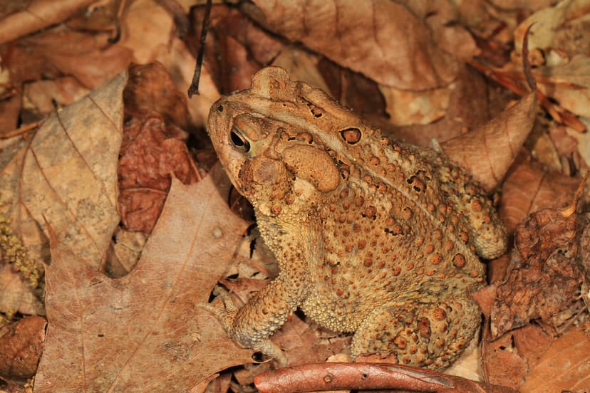 American Toad - Anaxyrus americanus, Leesylvania State Par… | Flickr