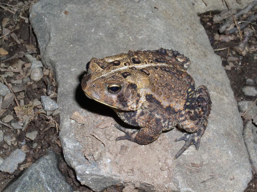 Bufonidae: Anaxyrus americanus americanus (American Toad) … | Flickr