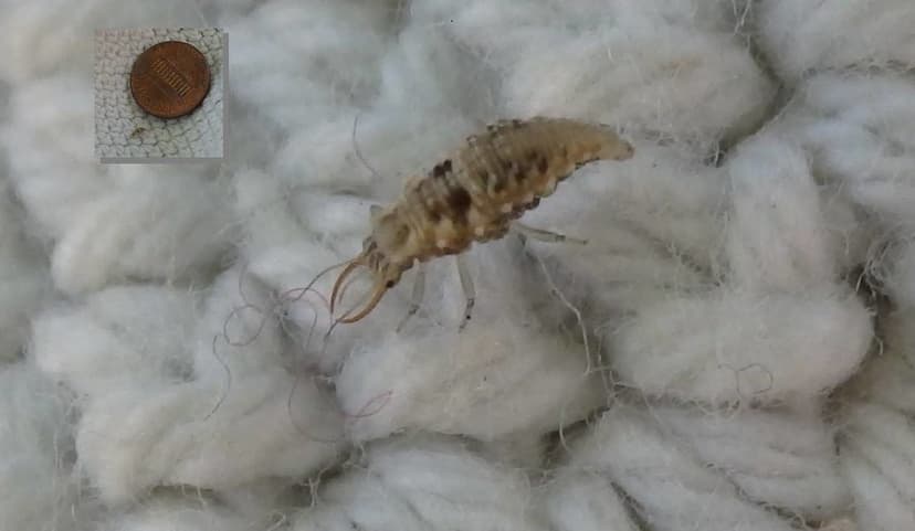 Green Lacewing Larva | Beware the bite! | lotusgreen | Flickr