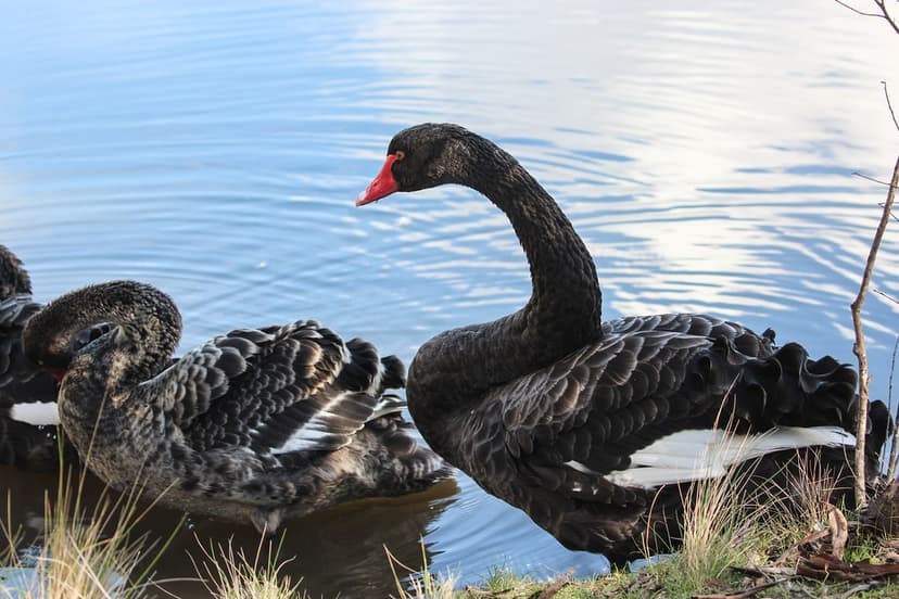 Cygnus atratus (Black Swan) | Black Swans (Cygnus atratus) a… | Flickr