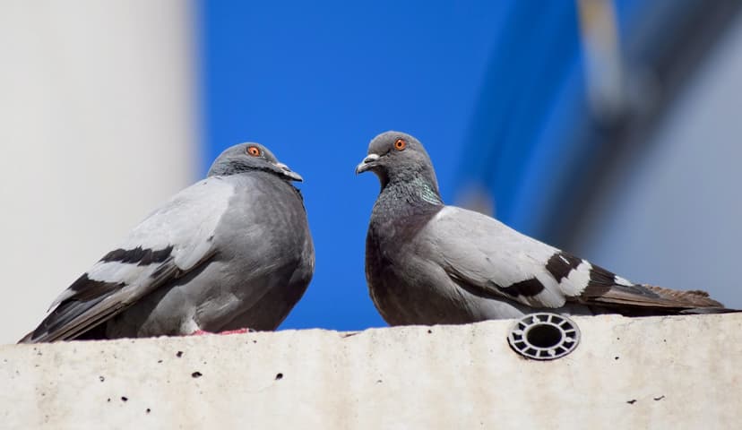 Si no son pareja lo parecen #palomas #Doves #pigeon #bcn #… | Flickr
