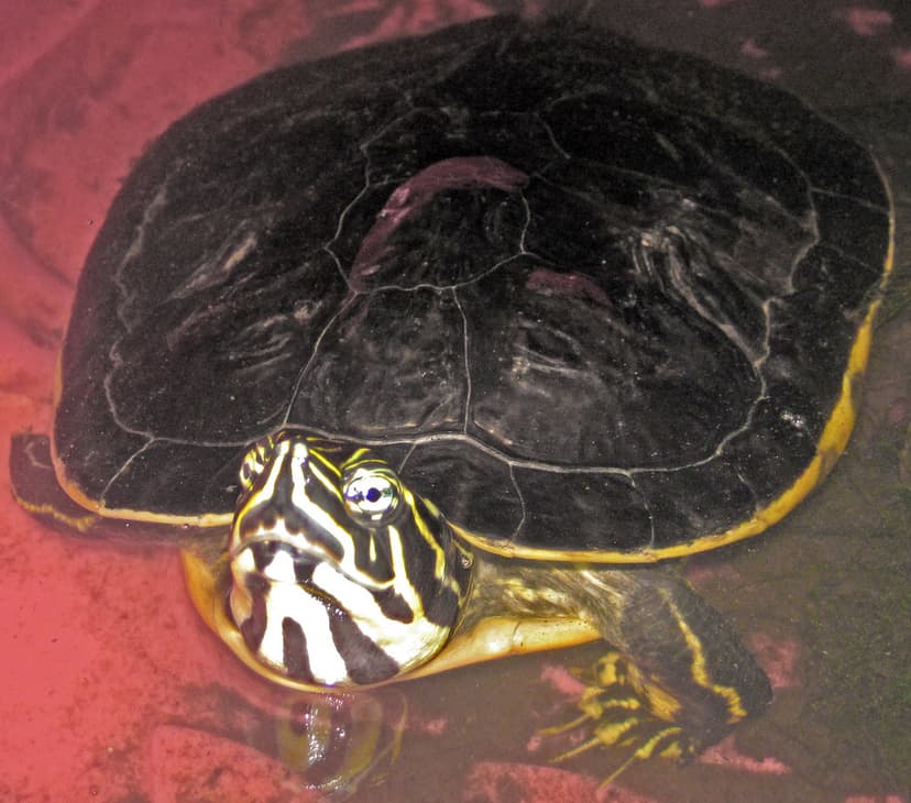 Pseudemys concinna (river cooter turtle) 1 | Pseudemys conci… | Flickr