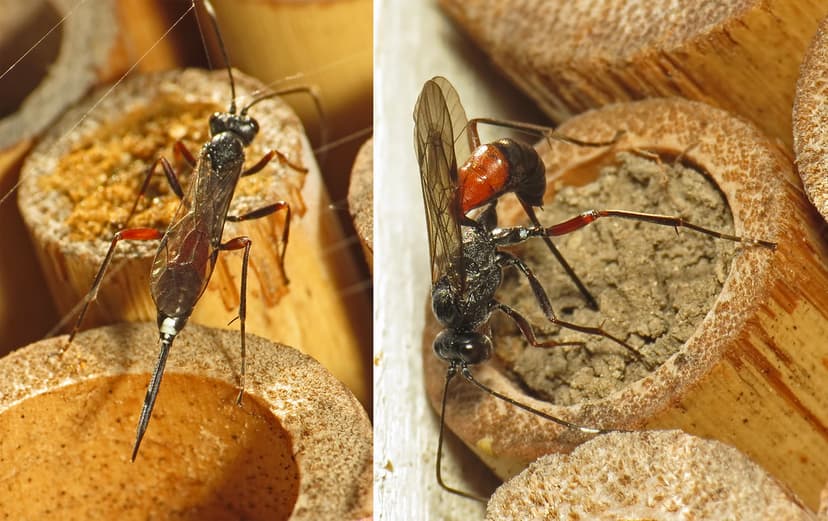 Ichneumon wasp attacks Bee Hotel | I photographed this Ichne… | Flickr