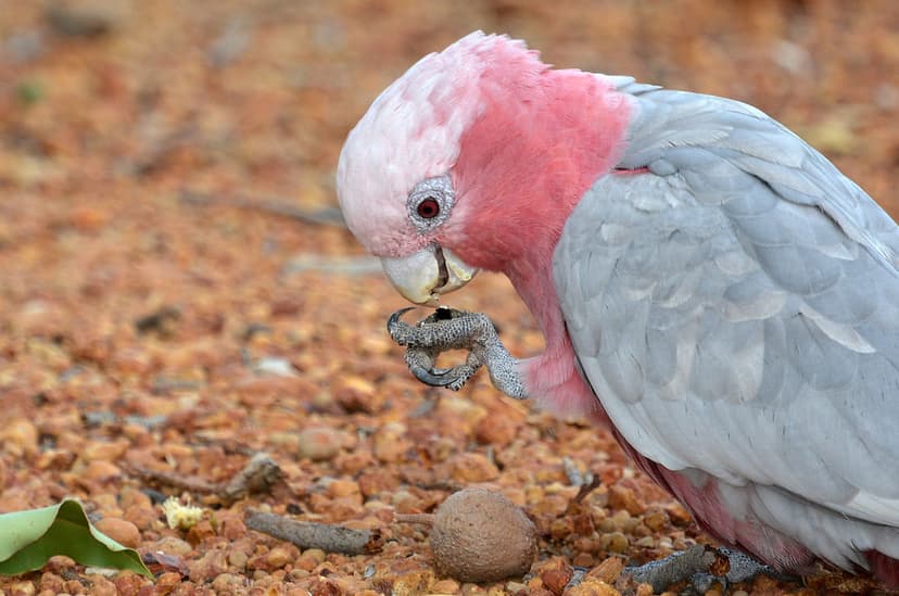 Feeding Galah | The Galah's come and drink in our Birdbath. … | Flickr