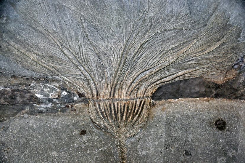 Seirocrinus subangularis (fossil crinoid) (Posidonia Shale… | Flickr