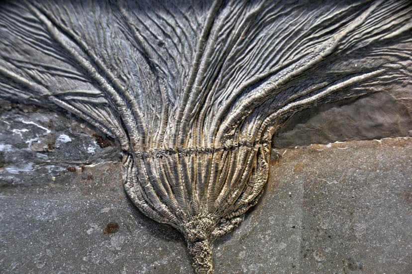 Seirocrinus subangularis (fossil crinoid) (Posidonia Shale… | Flickr