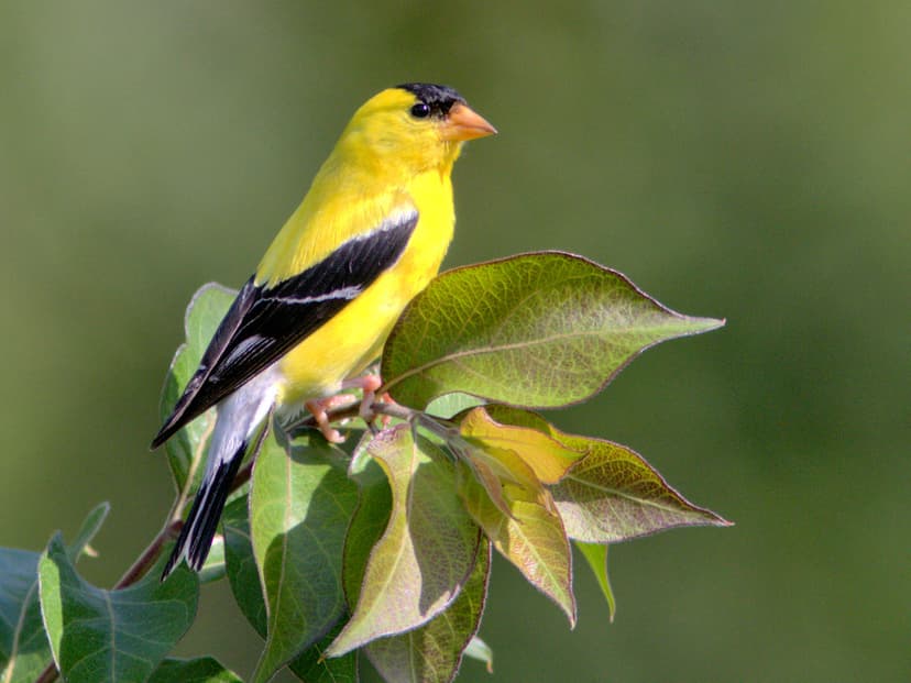 American Goldfinch 08-20170728 | Images from morning walk at… | Flickr