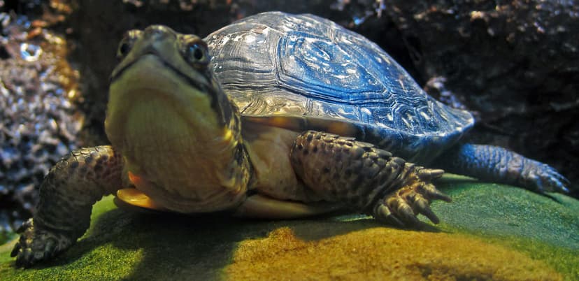Emydoidea blandingii (Blanding's turtle) 2 | Emydoidea bland… | Flickr
