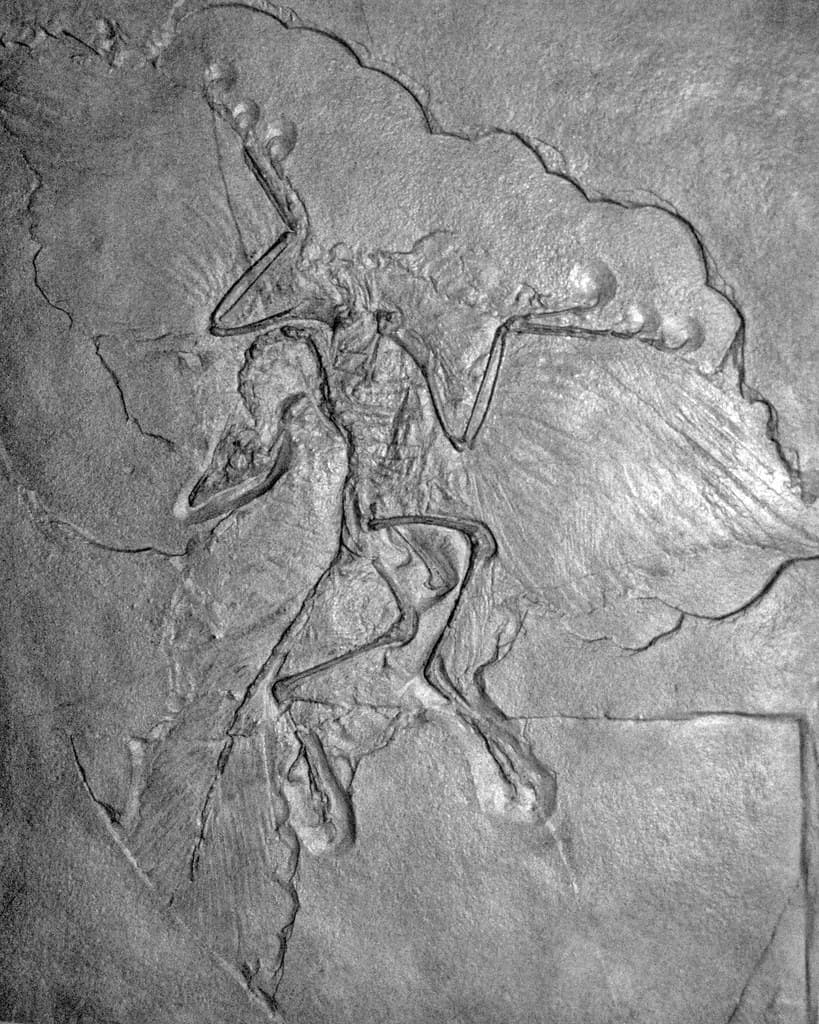 Archaeopteryx lithographica (fossil bird) (Solnhofen Limes… | Flickr