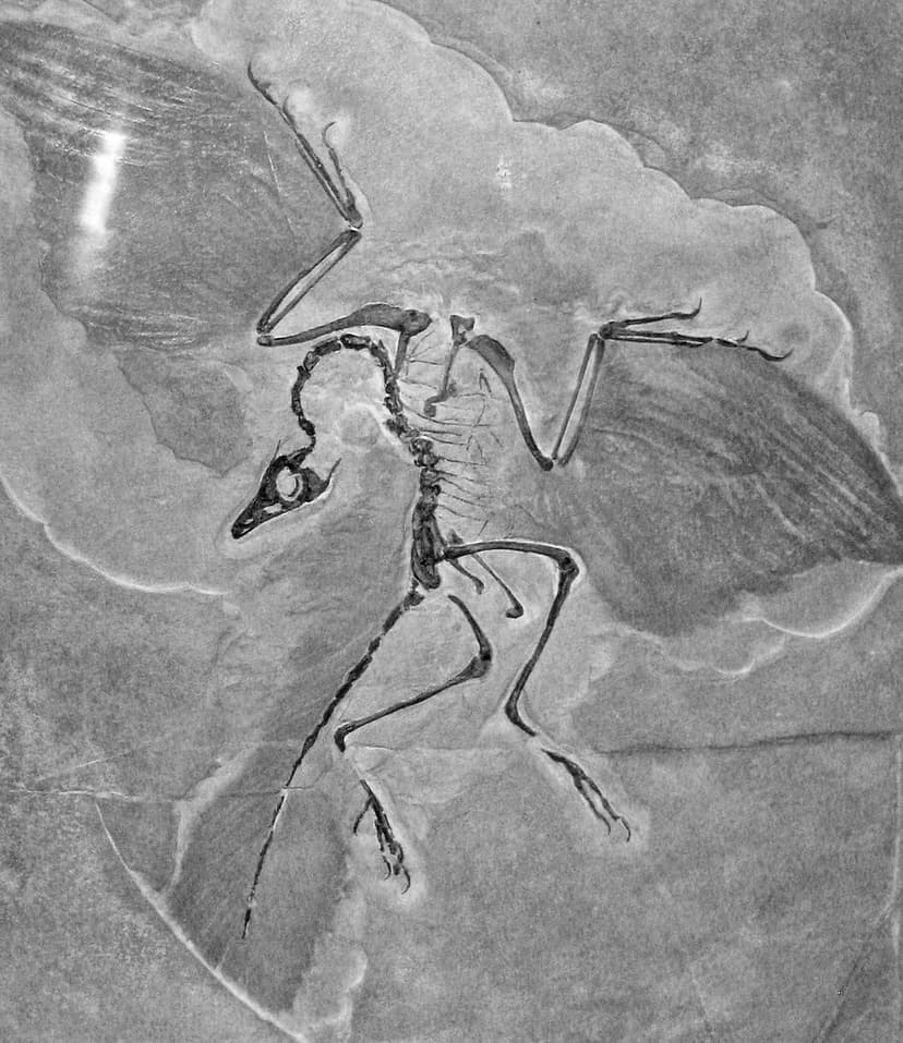 Archaeopteryx lithographica (fossil bird) (Solnhofen Limes… | Flickr