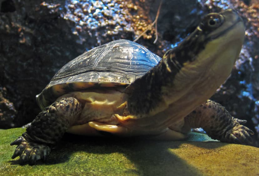 Emydoidea blandingii (Blanding's turtle) 1 | Emydoidea bland… | Flickr