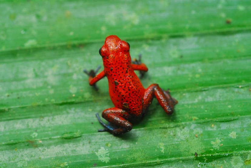 Strawberry Poison Dart Frog (Dendrobates pumilio), Nationa… | Flickr