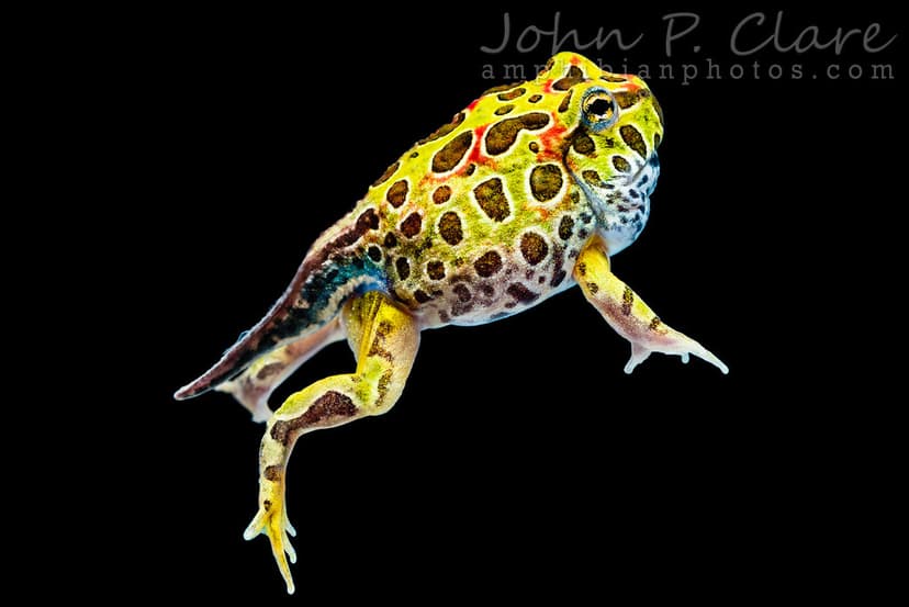 Ornate Horned Frog (Ceratophrys ornata) | Tadpole finishing … | Flickr